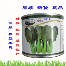 夏季耐热青梗菜种子小油菜蔬菜南方适合夏天种的青菜上海青种