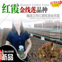 福建红霞大叶金线莲种苗大型规模扁山金线莲组培苗培育基地