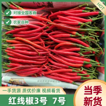 【红线椒】贵州红线椒3号7号辣椒量大从优产地直销可对接全国