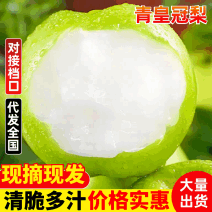 砀山青黄冠梨，皇冠梨皮薄脆甜，耐运输，产地大量供应代发全国