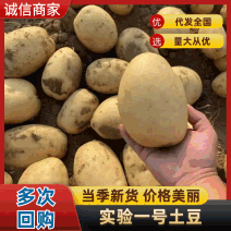 实验一号土豆东北土豆鲜土豆产地直销支持远程视频看货质量三包
