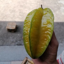 福建精品杨桃，产地直发，品质保证，可对接电商商超等，诚信经营