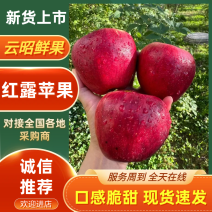 云南昭通早熟红露苹果樱桃小苹果产地直发