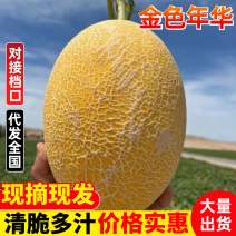 民勤蜜瓜金色年华/黄金蜜瓜/产地直发/规格齐全/视频看货