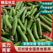 【品质好】淮安精品丝瓜香丝瓜短丝瓜肉丝瓜新鲜采摘货源充足