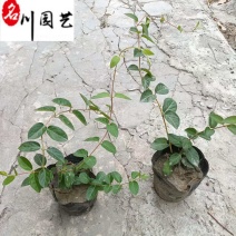 金银花盆苗杯苗批发50-150公分金银花价格量大价优