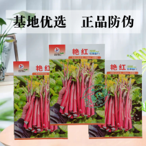 【金阳艳红】小叶亮红基地菜农专用红菜苔正宗武汉红菜苔耐寒