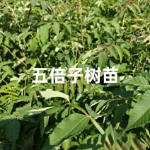盐肤木#五倍子苗#倍子树苗成活率高对接全国量大从优