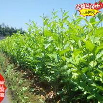 扁山福建茶叶苗培育茶苗基地绿茶特早茶大白苦丁茶30CM