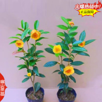 福建龙岩金花茶苗基地大红袍普洱茶特早茶肉桂茶树苗1c
