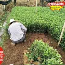 湖南碧香早茶苗舒茶苗保靖黄金1号茶树苗培育25CM