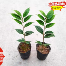 奶白红茶绿茶叶苗白茶大白保健茶龙井43号茶苗26CM