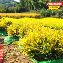 福建水仙茶苗川黄黄山苦茶叶树苗鸠坑早茶苗培育28CM