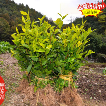 凤凰单丛茶苗鸭屎香蜜兰香锯朵仔乌叶茶苗带土带叶发18