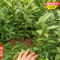 桂花香玉兰香肉桂香茶苗山茄叶黄栀香茶叶苗芝兰香茶树苗3
