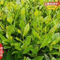 云南临沧勐库纯大叶种中黄系列305肉桂毛蟹丹桂茶苗1号