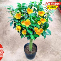 广西北海金花茶苗绿茶红茶乌龙八仙茶苗大乌叶茶树苗产地2