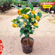 2025-2029闽西早茶叶树苗培育碧香早薮北金花茶苗2