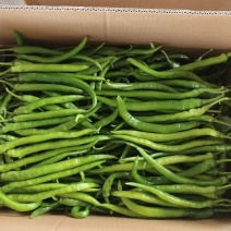 精品线椒一手货源，品相如图，保质保量欢迎全国老板前来订