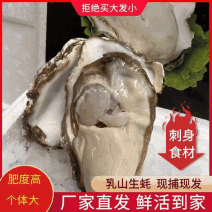 【刺身级食材】乳山净化蚝肥度高个体大高品质生蚝高压锅
