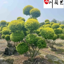 造型亮晶女贞出售1-3米多杆亮晶女贞价格造型苗木批发