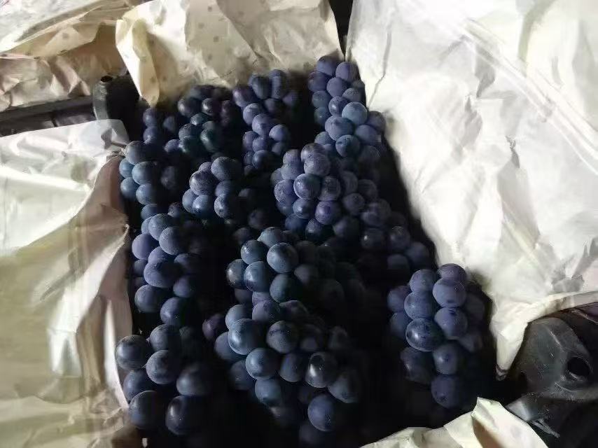 夏黑葡萄果粒饱满、颜色深黑,呈现无核特征 夏黑葡萄特写