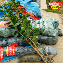 湖南中科广西浙江红花大果油茶苗小杯苗培育50-86CM