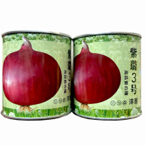 紫璐3号洋葱种子水果紫红皮半100g高桩高扁圆辣味适中