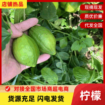 广西精品香水柠檬量大价优对接商超电商/产地直发