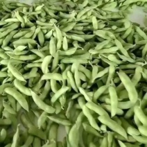 湖北毛豆精品毛豆基地一手货源现摘先发大量有货