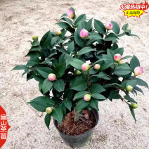 福建标准大型茶花苗培育基地大红赤丹小杯苗裸根苗30c