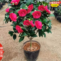 福建大红赤丹茶花漳州茶梅南平白衣大皇冠茶花树苗30