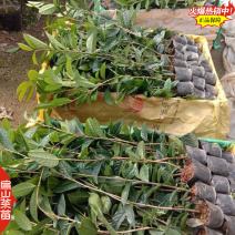 云南紫叶贝拉茶花苗五色赤丹茶树苗四季烈香茶苗40CM
