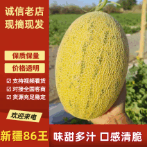 哈密瓜新疆86王哈密瓜，大量现货供应，实力代办视频看货