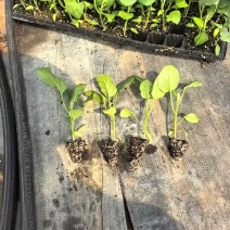 俊丰二号茄子苗烧烤茄子苗长茄苗穴盘苗基地海量货源技术指导