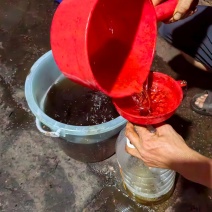 湖南胡椒油新鲜上市清香可口量大从优欢迎采购热卖中