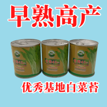 【名秀45】基地早熟灌装优良白菜苔种子多茬采收正品原装