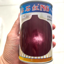 钻石红洋葱种子深紫红皮半高桩品种肉质脆嫩商品率高