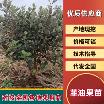 【苗圃直供】菲油果树苗一手货源量大价优欢迎来电咨询