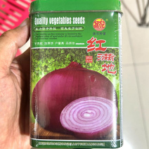 红满地洋葱种子100g半高桩加厚饼紫红色洋葱种子抗病耐抽