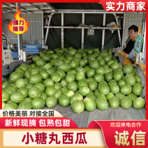 【实力】小糖丸西瓜沭阳县西瓜梦五红壤小西瓜代发全国