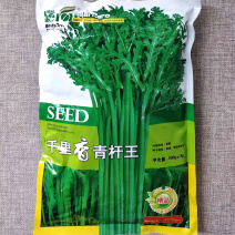 千里香青杆王茼蒿种子清香鲜嫩翠绿茼蒿种籽耐热耐寒喜凉爽