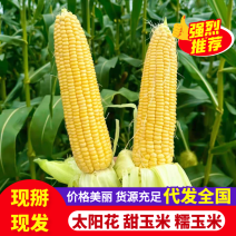 《糯玉米》黄白玉米/水果玉米/供应电商/工厂/市场批发