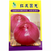 申萌红皮圆葱种子洋葱籽辣味浓抗寒强抗病