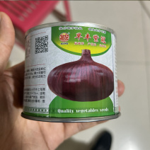 拯农种苗早丰紫冠早熟扁球形圆葱种子50g紫红皮洋葱种籽