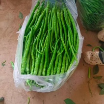 二荆条辣椒产地直销量大质优价格优惠一手货源欢迎咨询