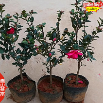标准福建四季茶花树苗封面-女郎东方亮茶花小杯苗40C