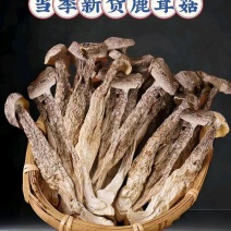 精品鹿茸菇一手货源对接电商市场商超