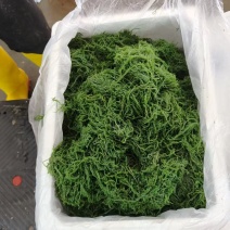 霞浦优质龙须菜新鲜高品质凉拌火锅紫菜粉丝级原味食材