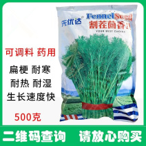 割茬茴香种子扁梗耐热耐寒耐湿叶大生长速度快大田基地种植